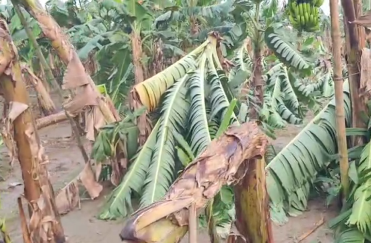 কালবৈশাখীর তাণ্ডবে লণ্ডভণ্ড স্বপ্ন—নদিয়ার করিমপুরে এক ঝড়েই শেষ বিঘার পর বিঘা কলার বাগান!